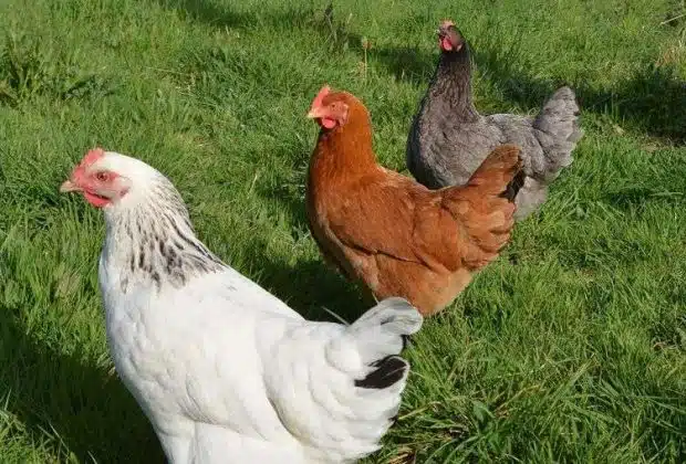 Poule cendrée la meilleure des pondeuses